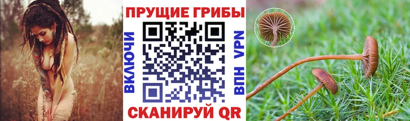 купить закладку  Щучье  Галлюциногенные грибы мицелий 